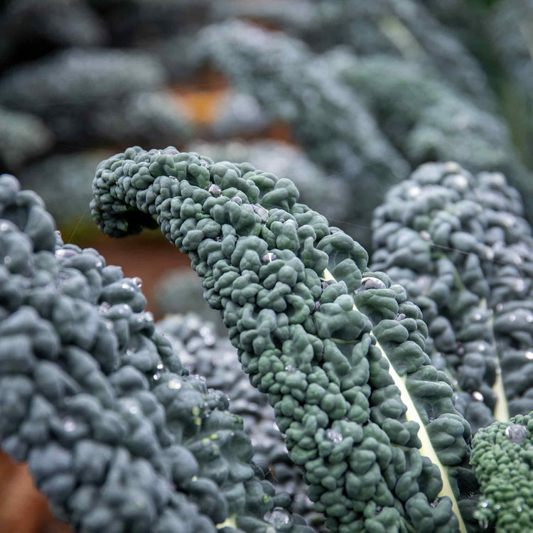 Kale Seeds 'Yurok' F1