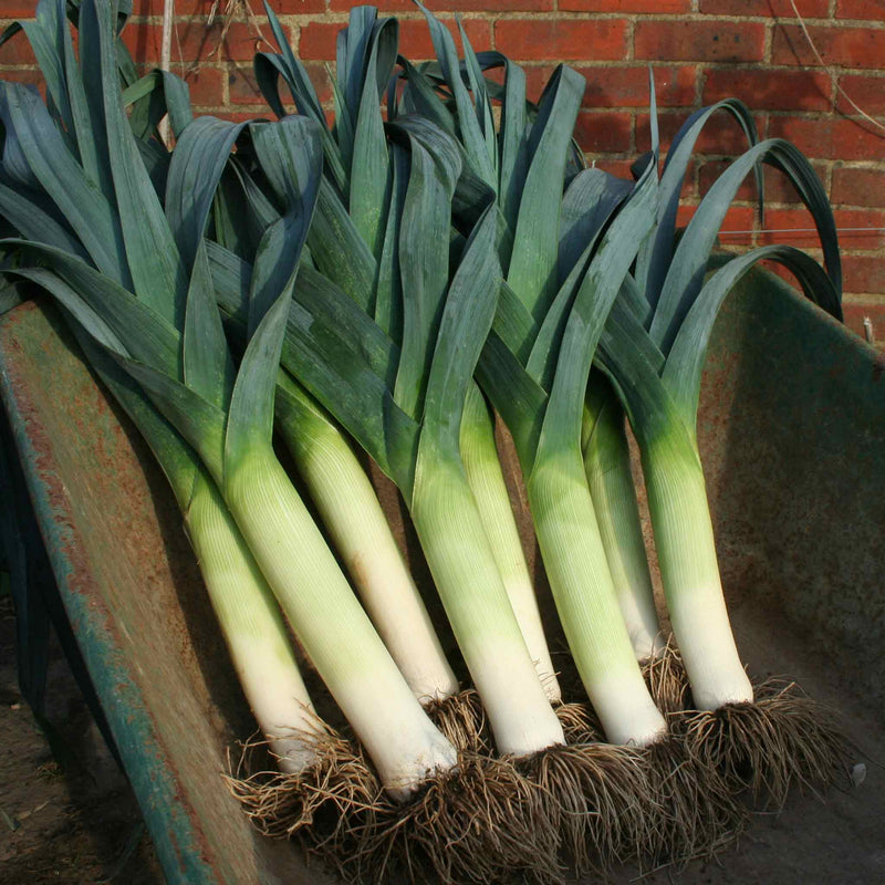 Leek Seeds 'Lancaster' F1