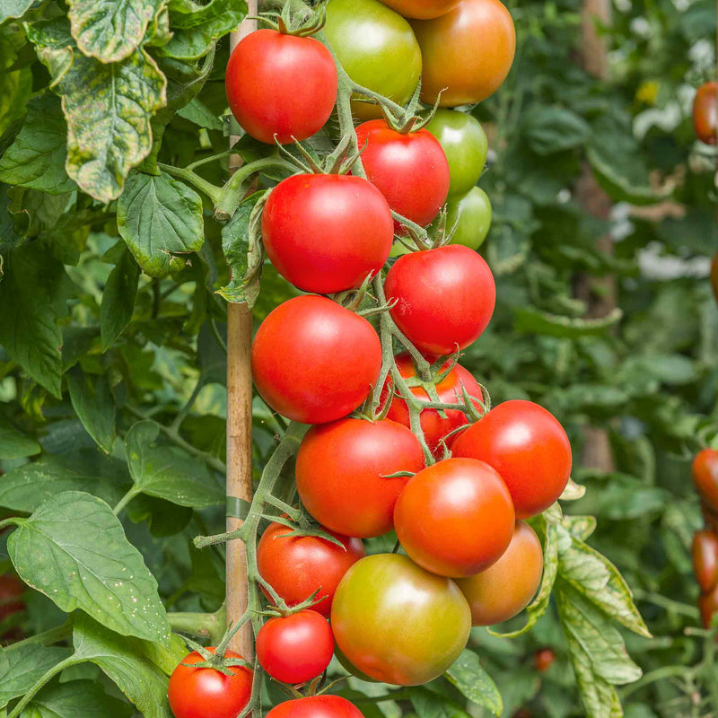 Tomato Seeds Cordon 'Maisey' F1