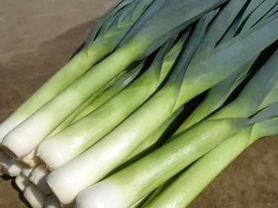Freshly harvested Leek ‘Batter’ F1 with long white stems and upright blue-green leaves.
