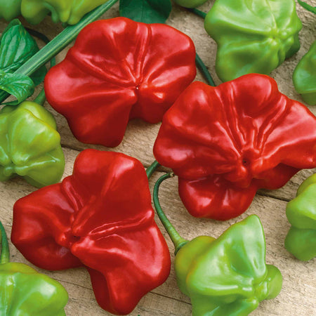 Chilli 'Bishops Crown'