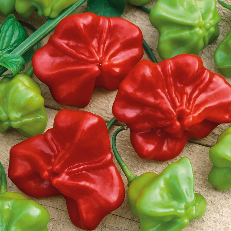 Chilli 'Bishops Crown'