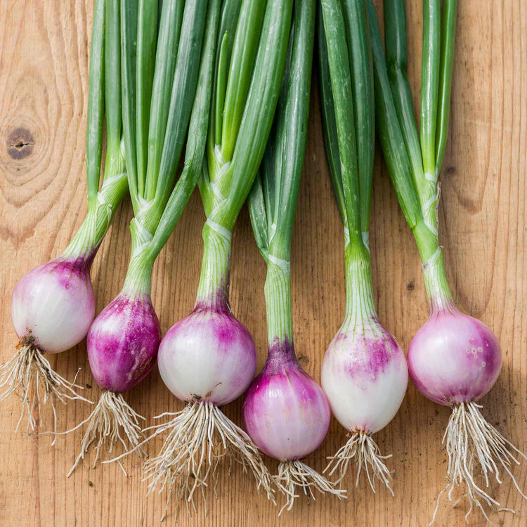  Onion Seeds 'Ruby Red'