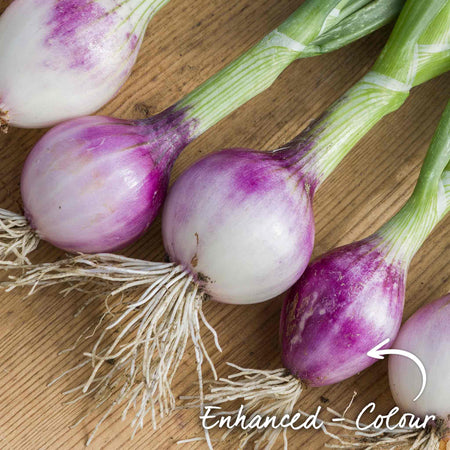  Onion Seeds 'Ruby Red'