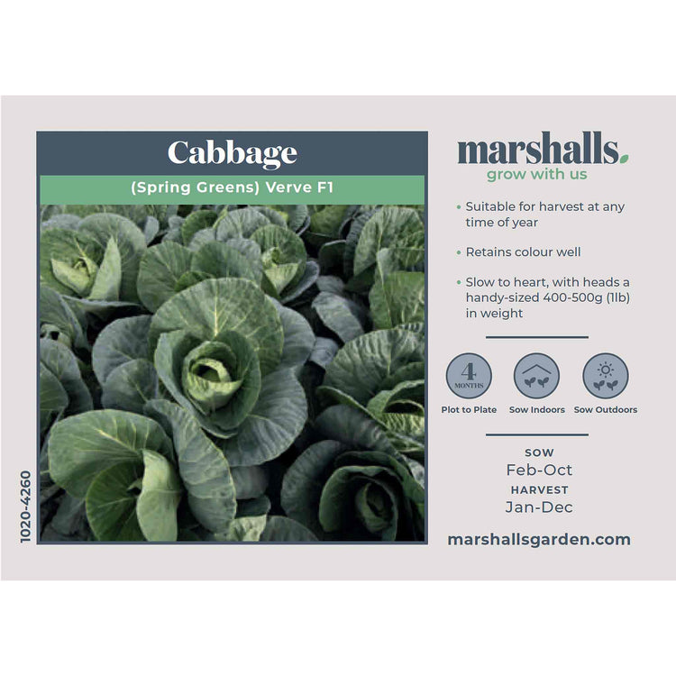 Cabbage Seeds 'Spring Greens Verve F1'