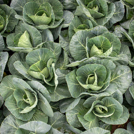 Cabbage Seeds 'Spring Greens Verve F1'