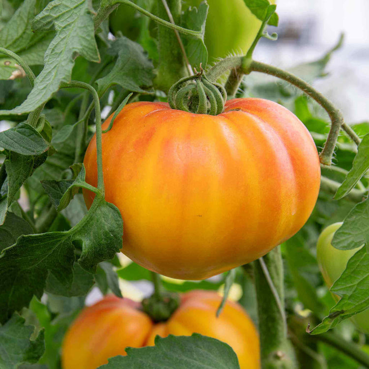 Cordon Tomato 'Gourmansun'