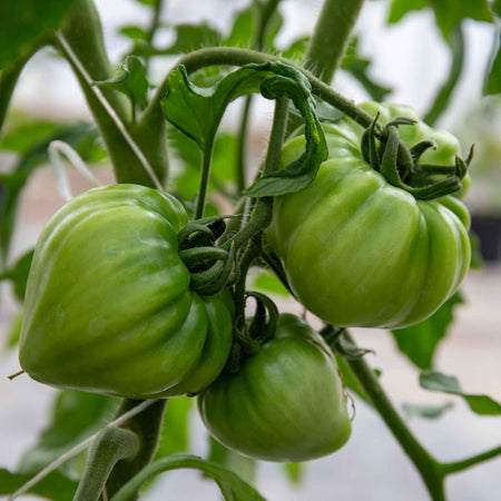 Cordon Tomato 'Gourmansun'