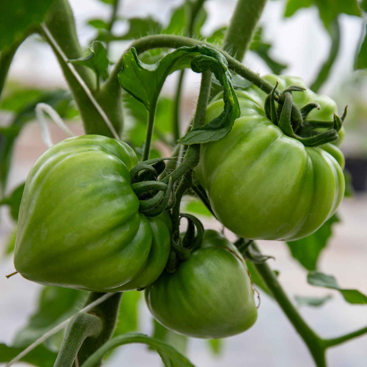Cordon Tomato 'Gourmansun'