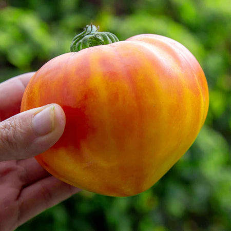 Cordon Tomato 'Gourmansun'