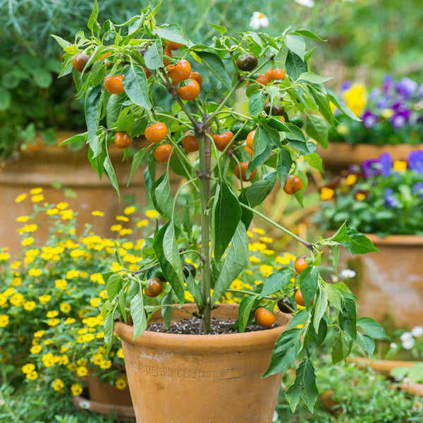 Chilli Pepper Seeds 'Orange Koral'
