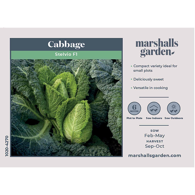 Cabbage Seeds 'Stelvio'