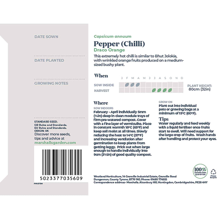 Chilli Seeds 'Draco Orange'