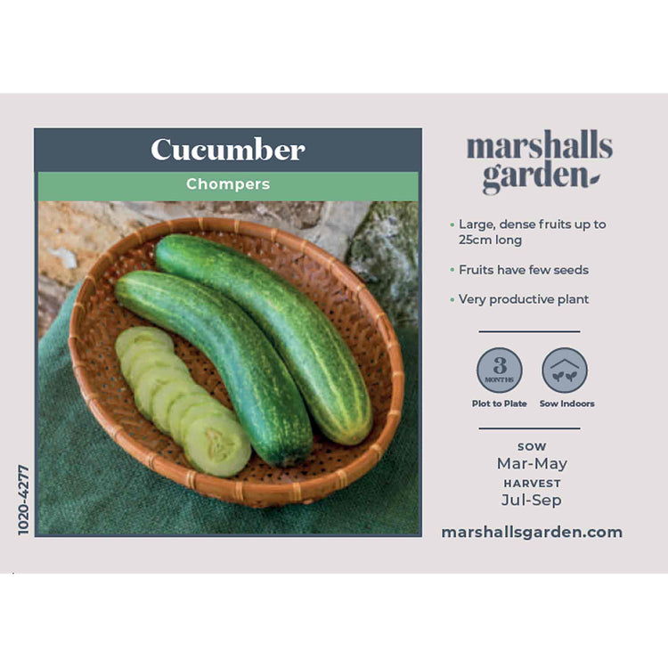 Cucumber Seeds 'Chompers'