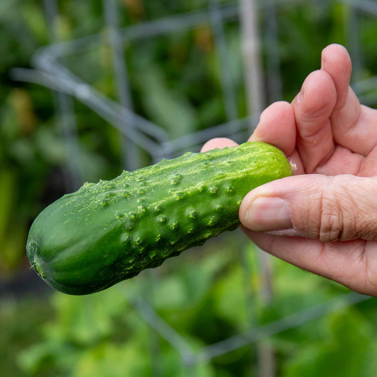 Cucumber Seeds 'Picklebush'