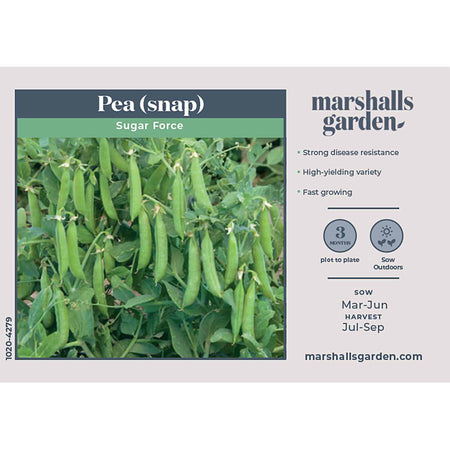 Sugar Snap Pea Seeds 'Sugar Force'