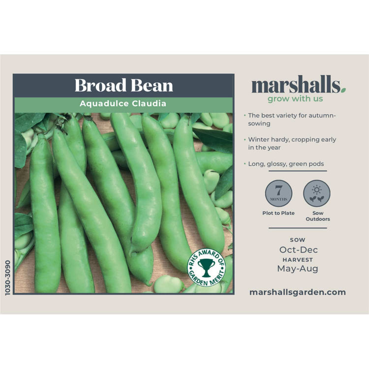 Broad Bean Seeds Duo Pack