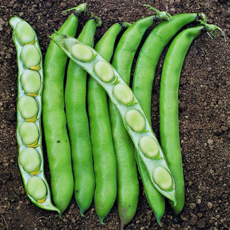Broad Bean 'Luz de Otono'