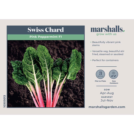 Swiss Chard Seeds 'Pink Peppermint'