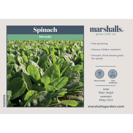Spinach Seeds 'Perpetual' and 'Nevada' Duo Pack