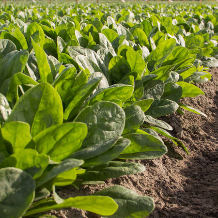 Spinach Seeds 'Perpetual' and 'Nevada' Duo Pack