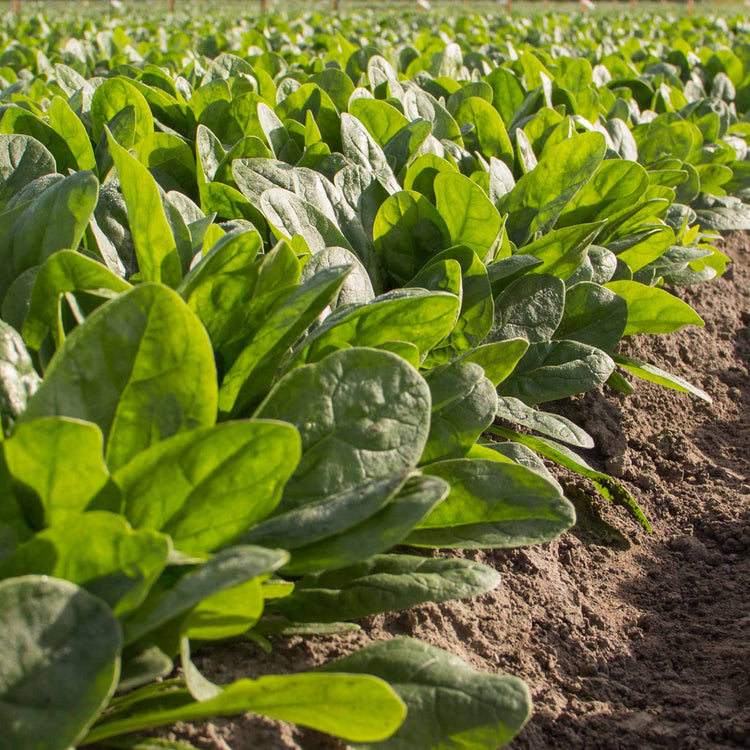 Spinach Seeds 'Perpetual' and 'Nevada' Duo Pack