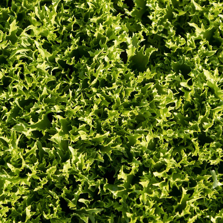 Lettuce Seeds 'Crispita II'