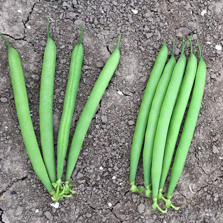 French Bean Dwarf Seeds 'Martini'