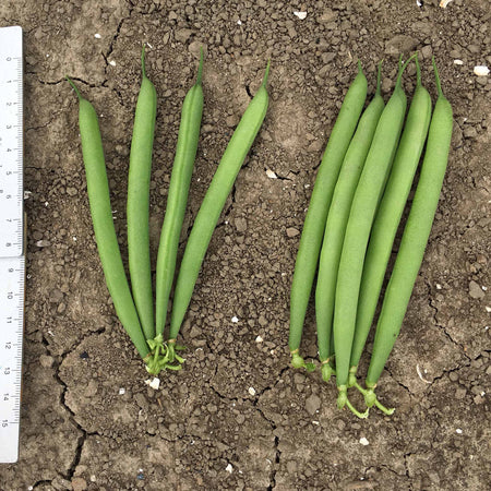 French Bean Dwarf Seeds 'Martini'
