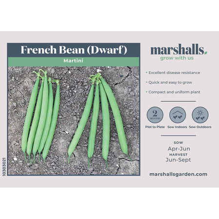 French Bean Dwarf Seeds 'Martini'