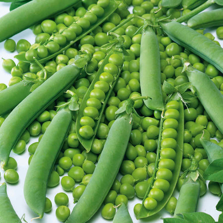 Pea Season Long Collection