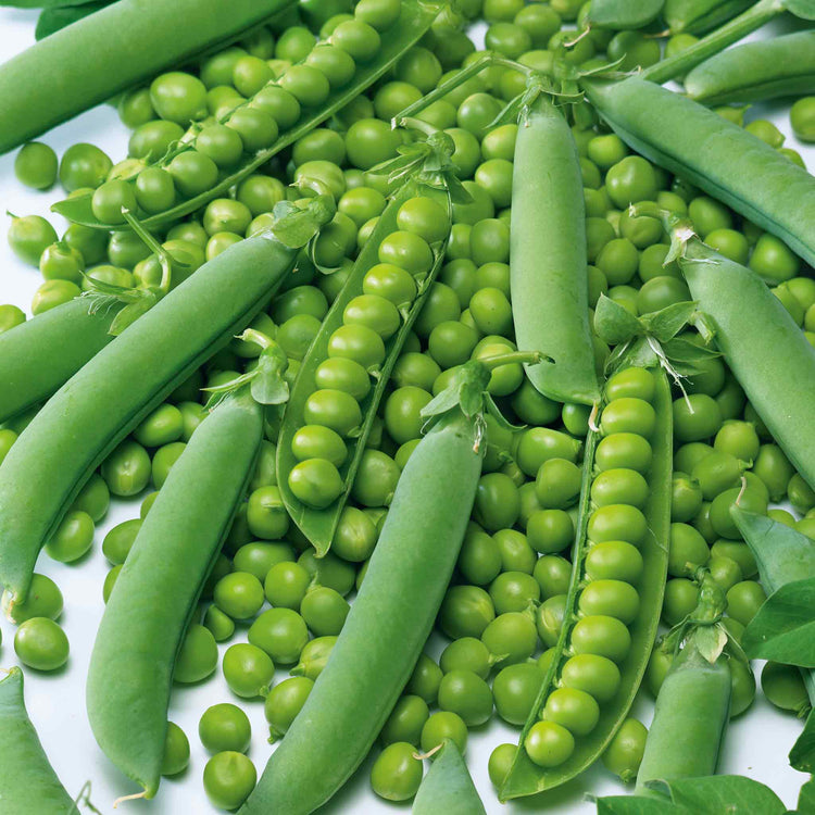 Pea Season Long Collection