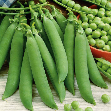 Pea 'Kelvedon Wonder'