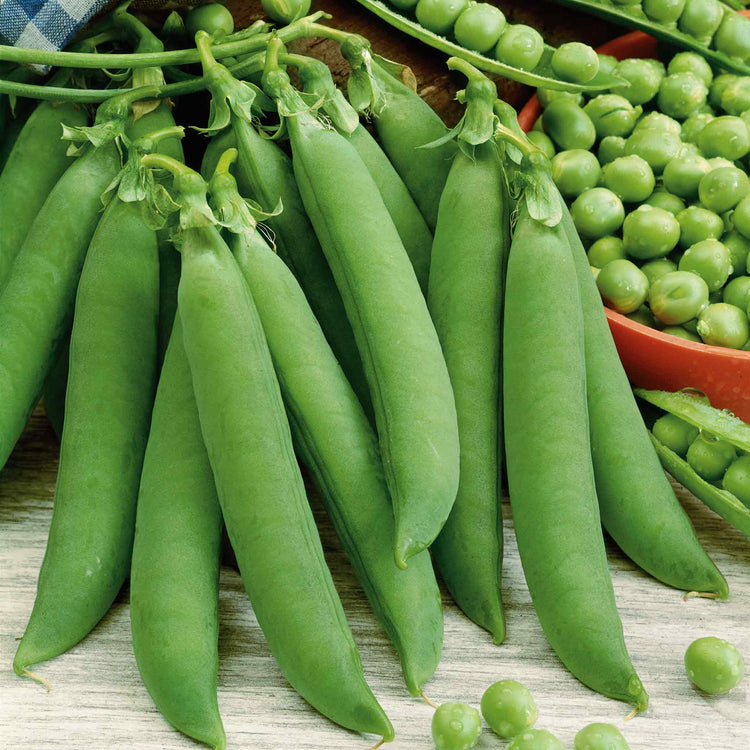 Pea 'Kelvedon Wonder'