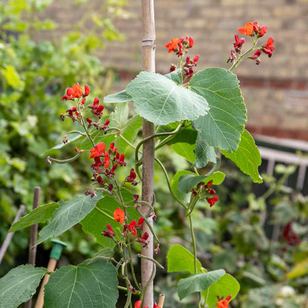 Runner Bean 'Firestorm'