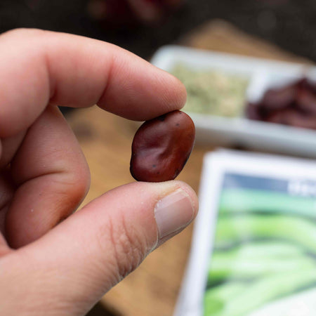Broad Bean Seeds 'Masterpiece Green Longpod'