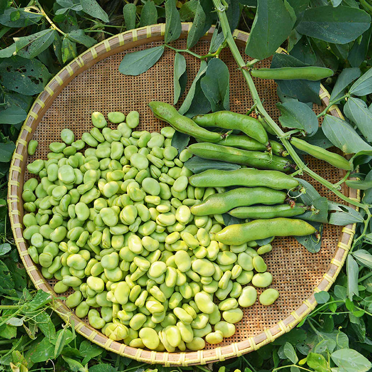 Broad Bean Collection