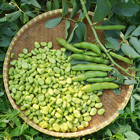 Broad Bean 'Collection'