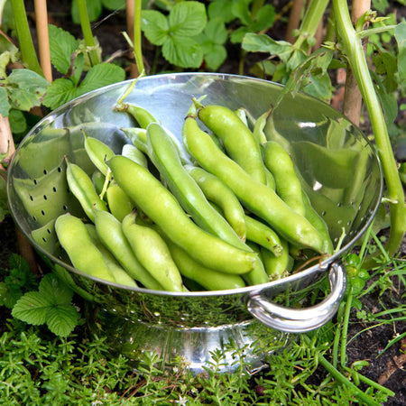 Broad Bean Seeds Duo Pack
