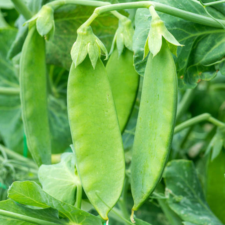 Mangetout Pea Seeds 'Snow Wind' F1