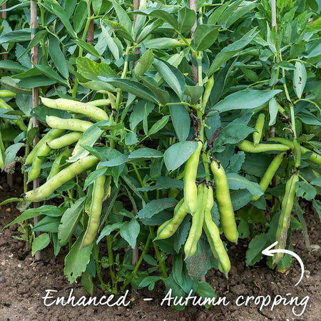 Broad Bean 'Luz de Otono'
