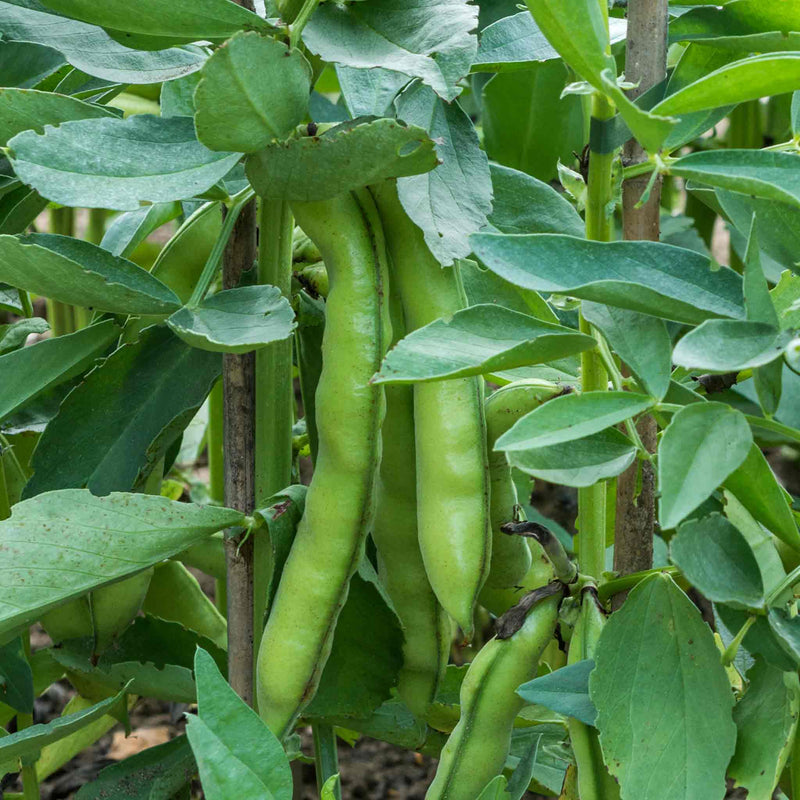 Your Guide to Hardening your Seedlings
