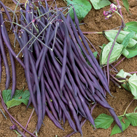 French Bean Climbing Seeds 'Carminat'