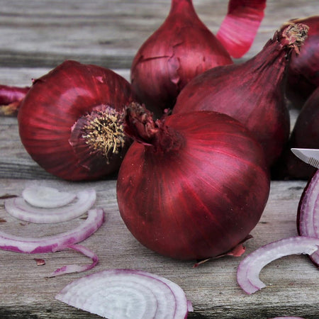 Pre-rooted Onion 'Red Baron' (Autumn Planting)