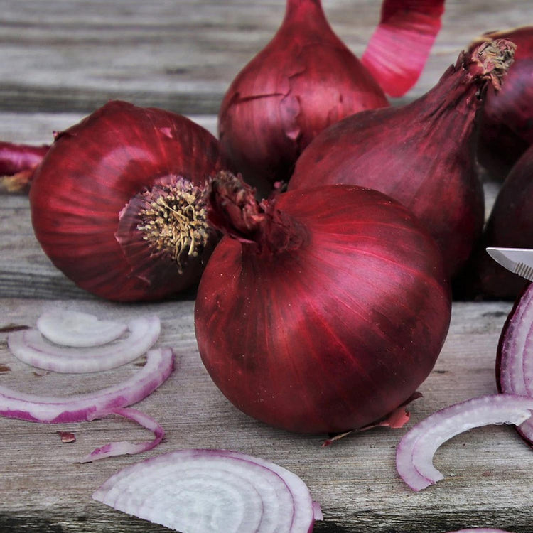Pre-rooted Onion 'Red Baron' (Autumn Planting)
