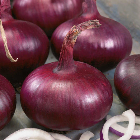 Pre-rooted Onion ‘Karmen’ (Spring Planting)