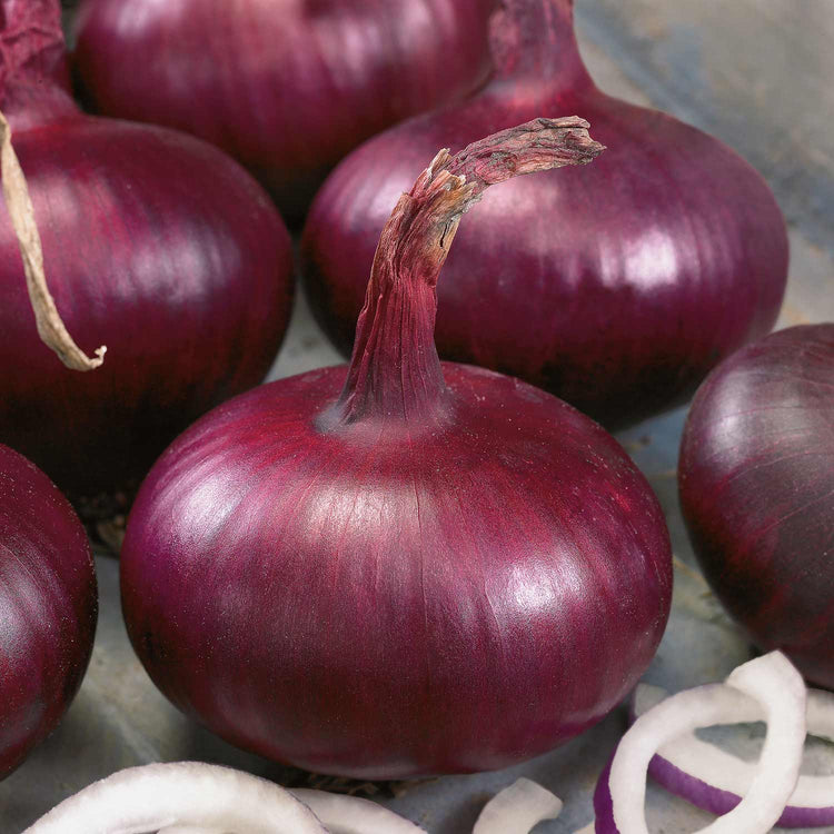 Pre-rooted Onion ‘Karmen’ (Spring Planting)