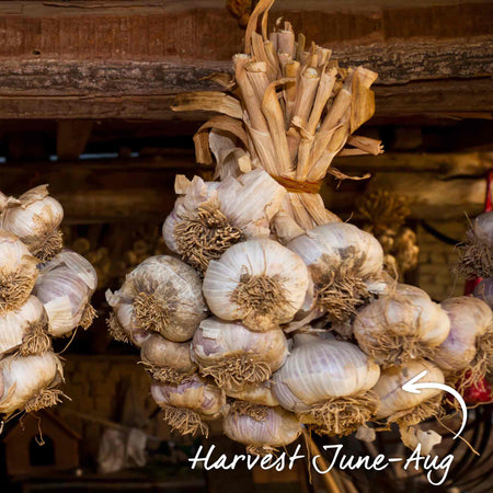 Garlic Long Store Duo (Autumn Planting)