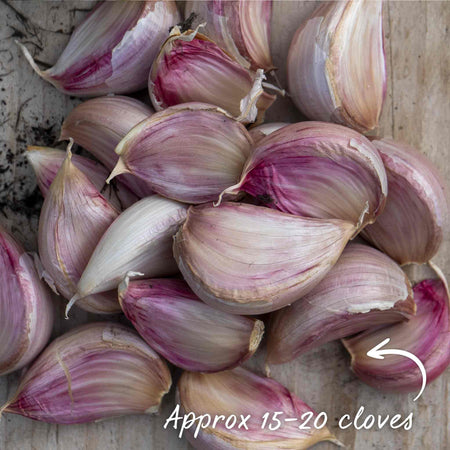 Garlic Long Store Duo (Autumn Planting)