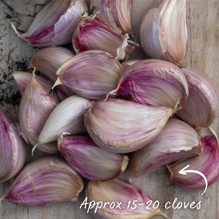 Garlic Long Store Duo (Autumn Planting)